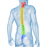 medical illustration of the spine sections